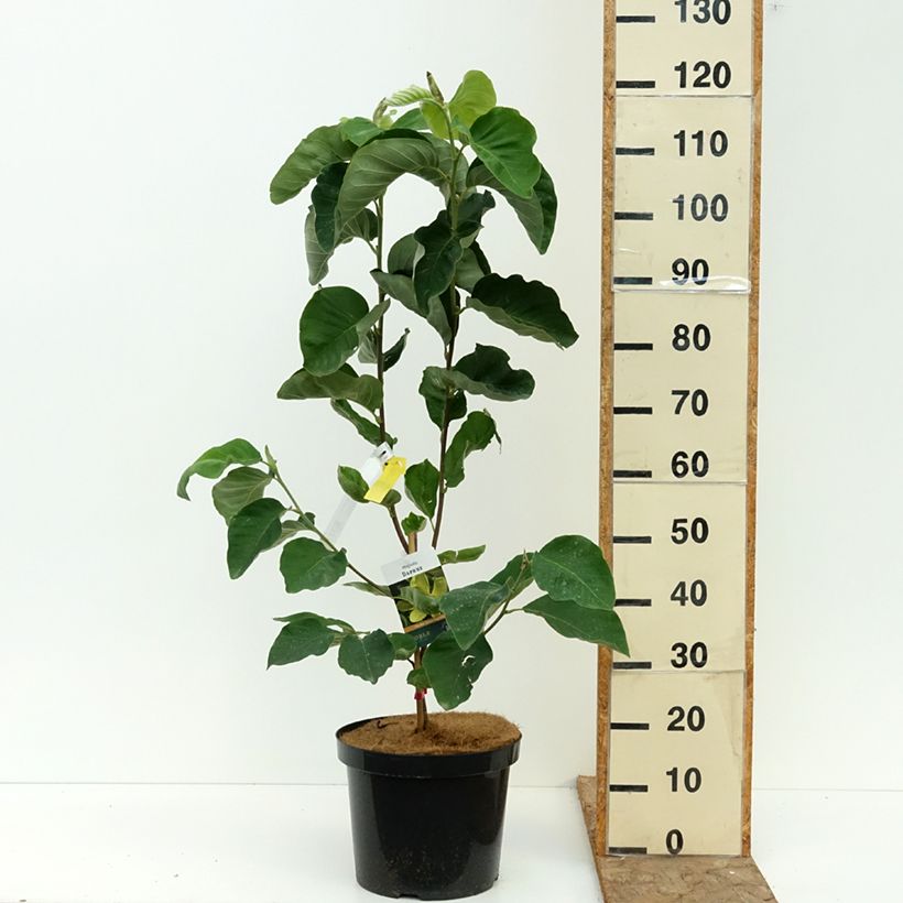 Spécimen de Magnolia Daphne Pot de 7,5L/10L tel que livré en été