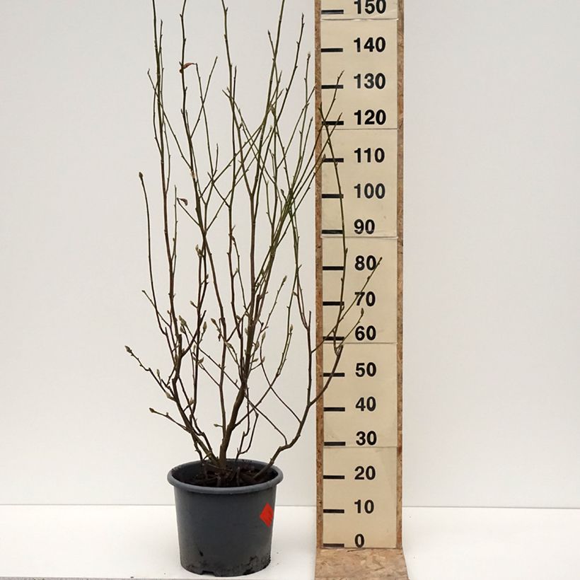 Spécimen de Magnolia denudata Festirose Pot de 7,5L/10L tel que livré en hiver
