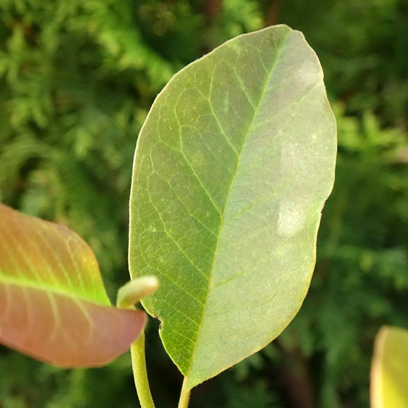 Magnolia denudata Festirose (Feuillage)