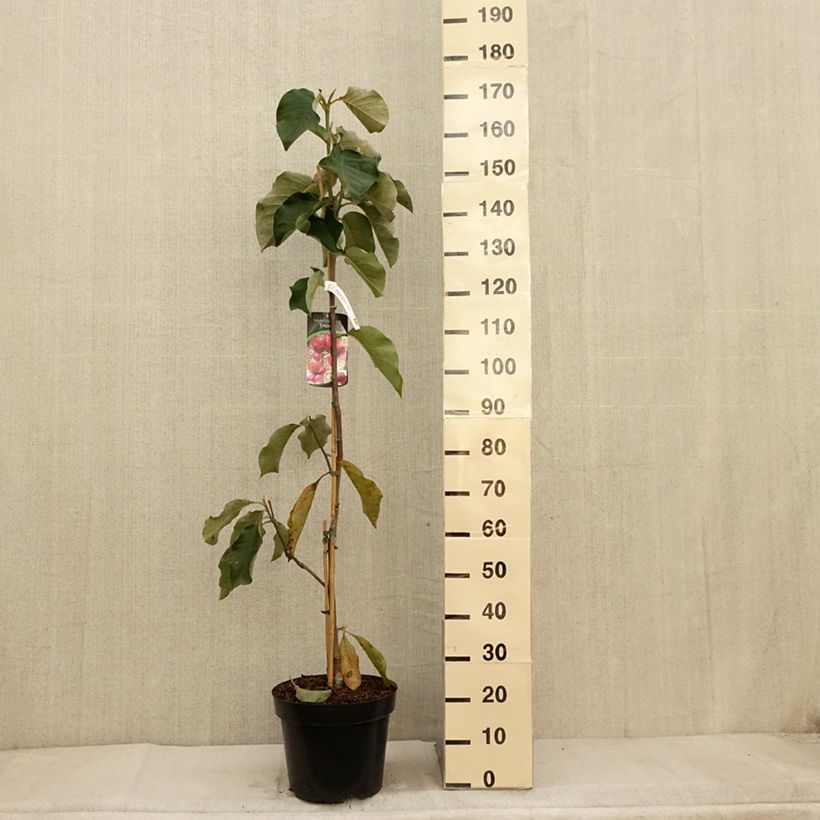 Spécimen de Magnolia Emperor Pot de 7,5L/10L tel que livré en automne
