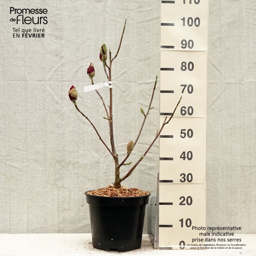 Magnolia soulangeana Emperor Vaso da 7,5L/10L esemplare consegnato in inverno