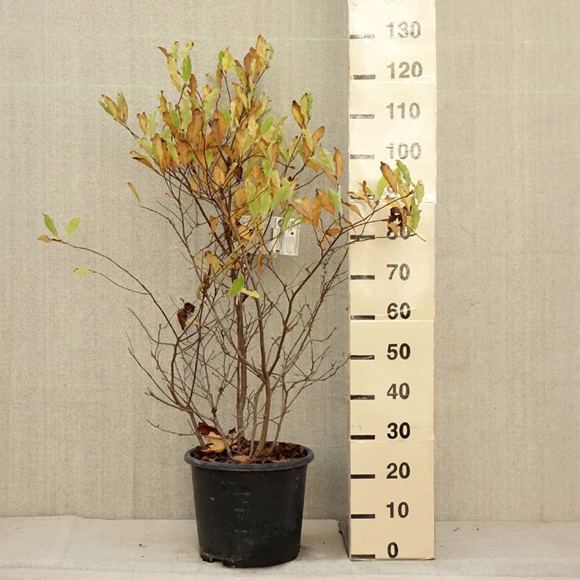 Spécimen de Magnolia étoilé - Magnolia stellata Waterlily Pot de 7,5L/10L tel que livré en automne