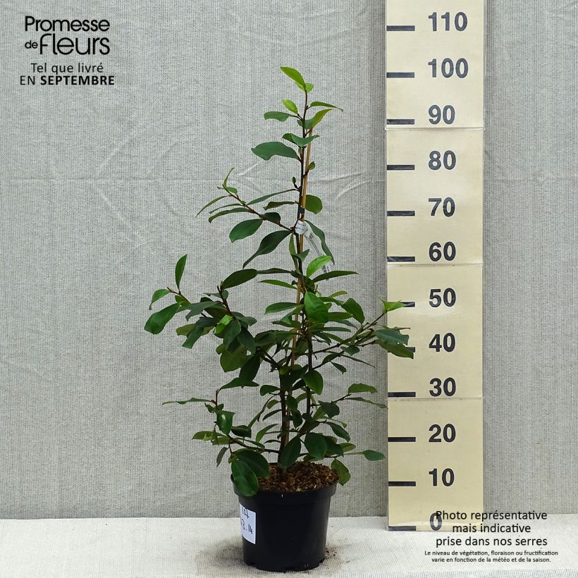 Spécimen de Magnolia Fairy Blush - Michelia hybride Pot de 4L/5L tel que livré en automne