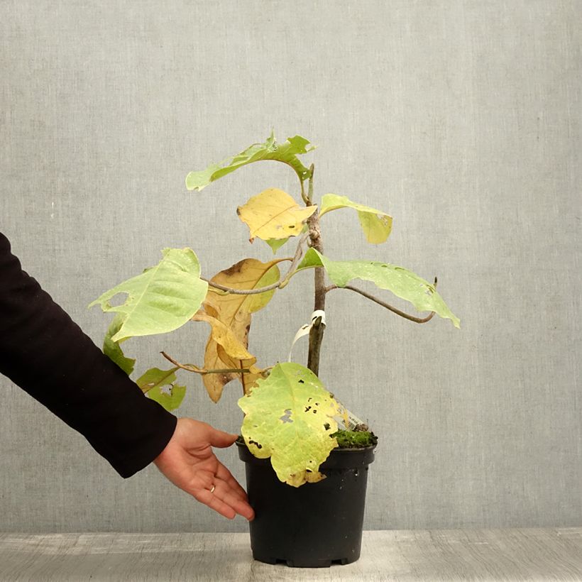 Spécimen de Magnolia Felix Jury Pot de 4L/5L tel que livré en automne