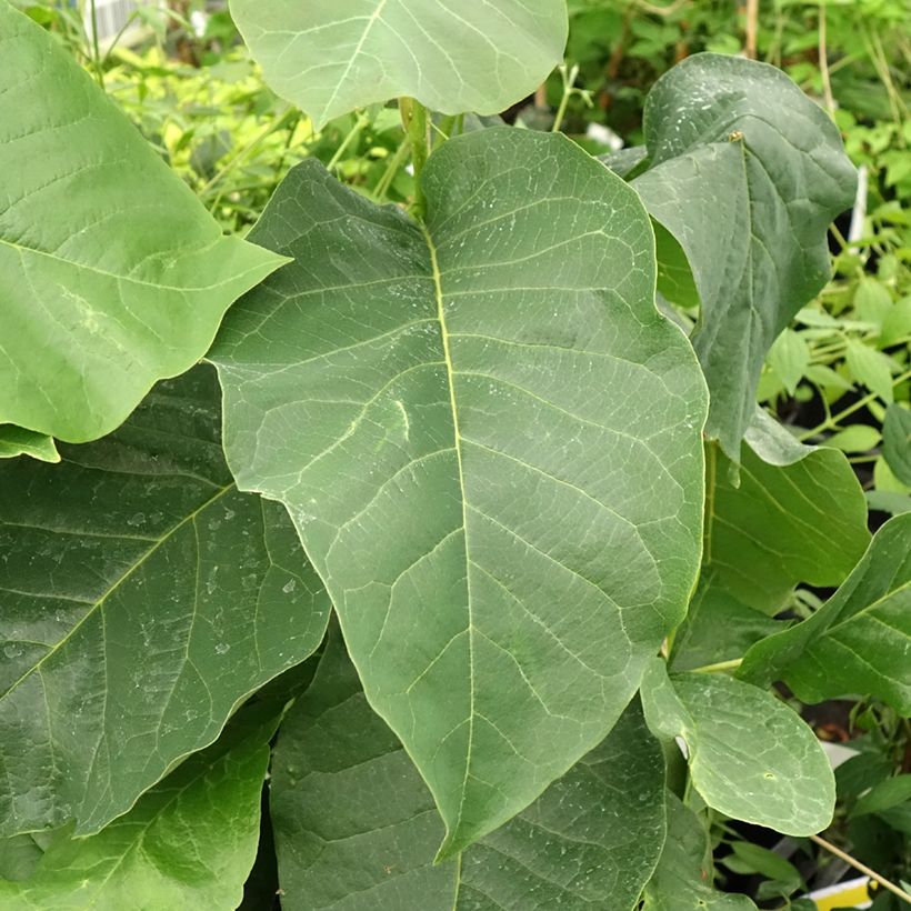 Magnolia Felix Jury (Feuillage)