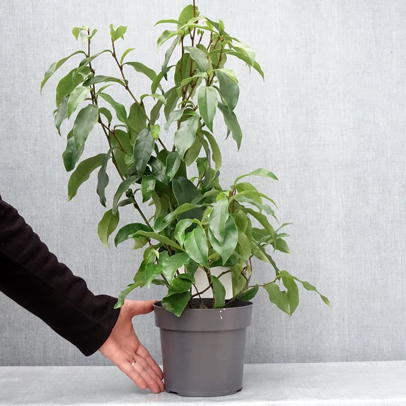 Spécimen de Magnolia figo Stellar Ruby Pot de 3L/4L tel que livré en hiver