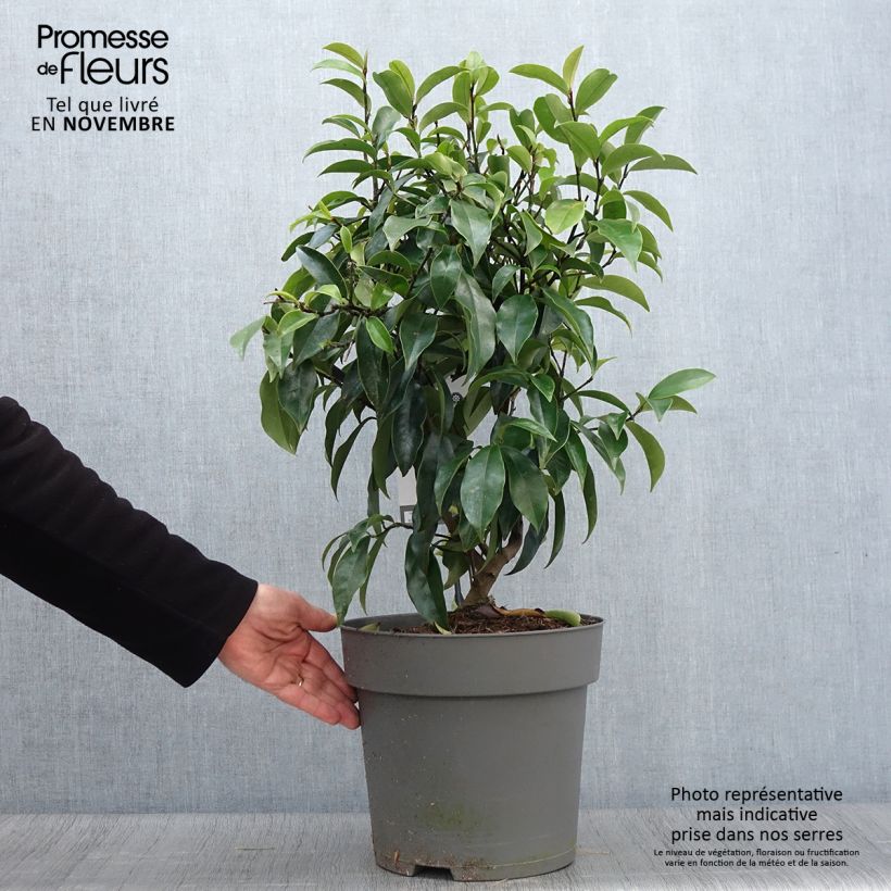 Spécimen de Magnolia figo Stellar Ruby Pot de 6L/7L tel que livré en automne