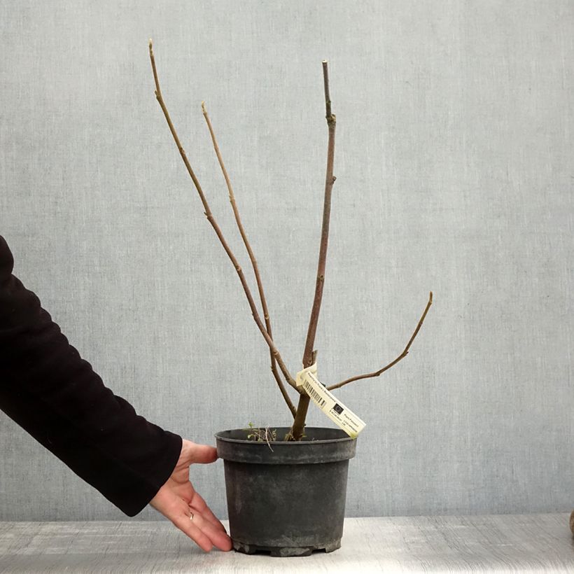 Spécimen de Magnolia Frank's Masterpiece Pot de 3L/4L tel que livré en automne
