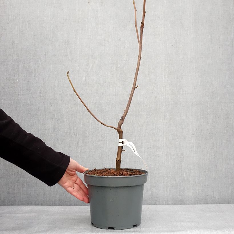 Spécimen de Magnolia Frank's Masterpiece Pot de 3L/4L tel que livré en hiver