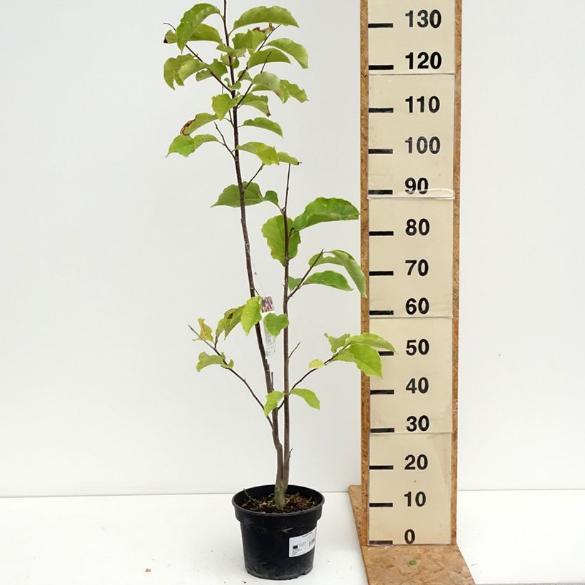 Spécimen de Magnolia Galaxy Pot de 4L/5L tel que livré en été