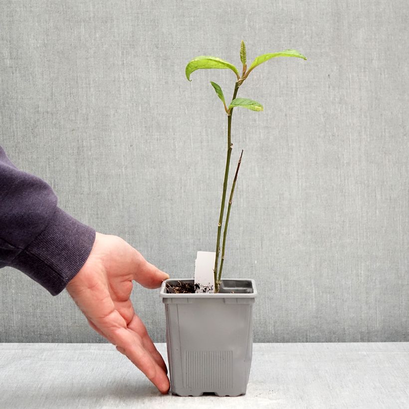 Spécimen de Magnolia Genie Pot de 12 cm / 13 cm tel que livré au printemps