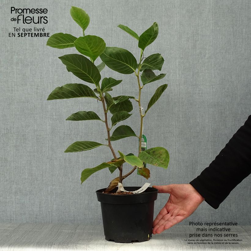 Spécimen de Magnolia Gold Star Pot de 2L/3L tel que livré en automne