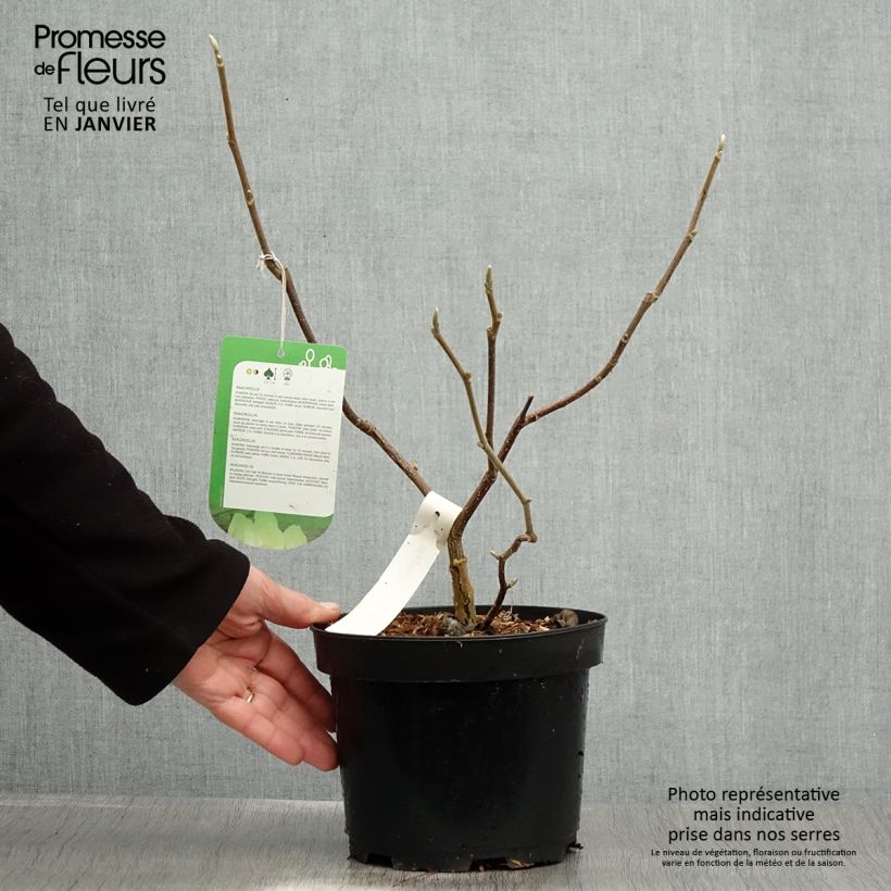 Spécimen de Magnolia Gold Star Pot de 2L/3L tel que livré en hiver