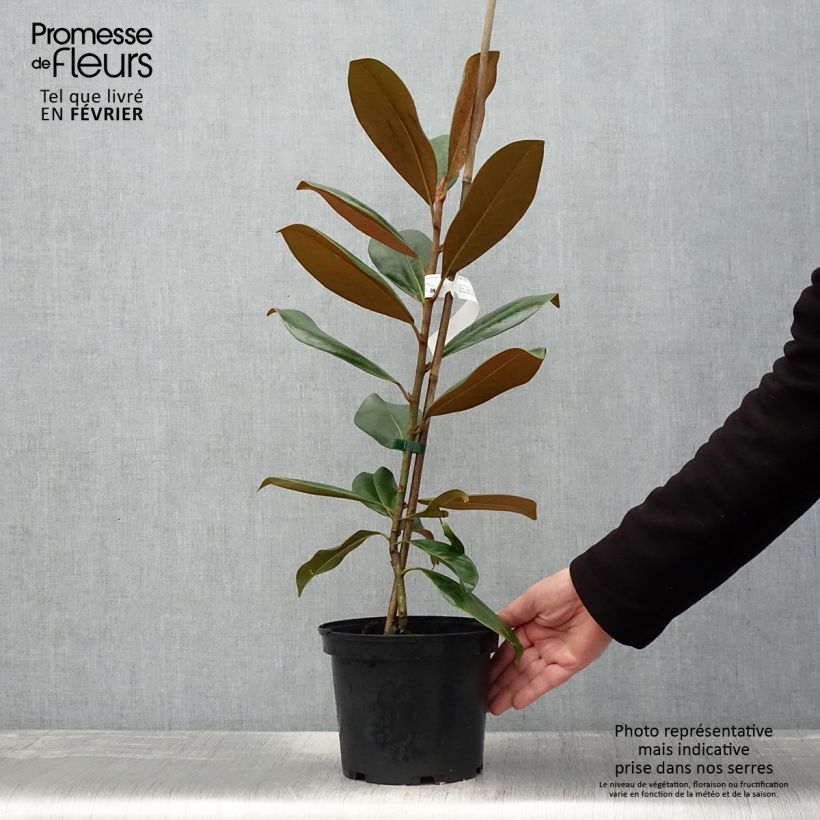 Spécimen de Magnolia grandiflora Double Nantais Pot de 1,5L/2L tel que livré en hiver