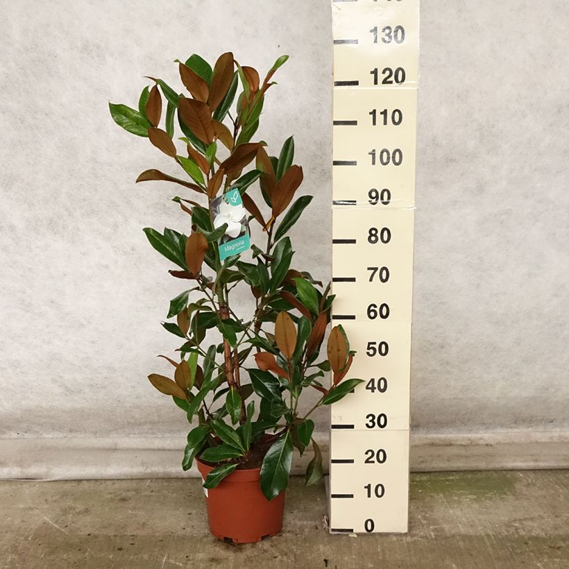 Spécimen de Magnolia grandiflora Galissonière Pot de 7,5L/10L tel que livré en automne