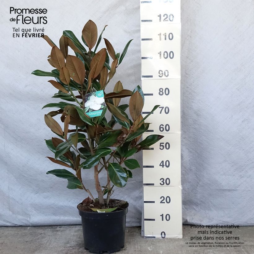 Spécimen de Magnolia grandiflora Galissonière Pot de 7,5L/10L tel que livré en hiver