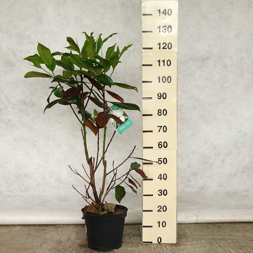 Spécimen de Magnolia grandiflora Galissonière Pot de 7,5L/10L tel que livré au printemps