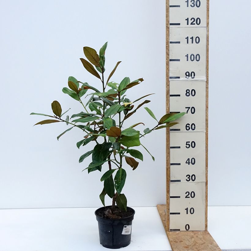 Spécimen de Magnolia grandiflora Galissonière Pot de 4L/5L tel que livré en automne