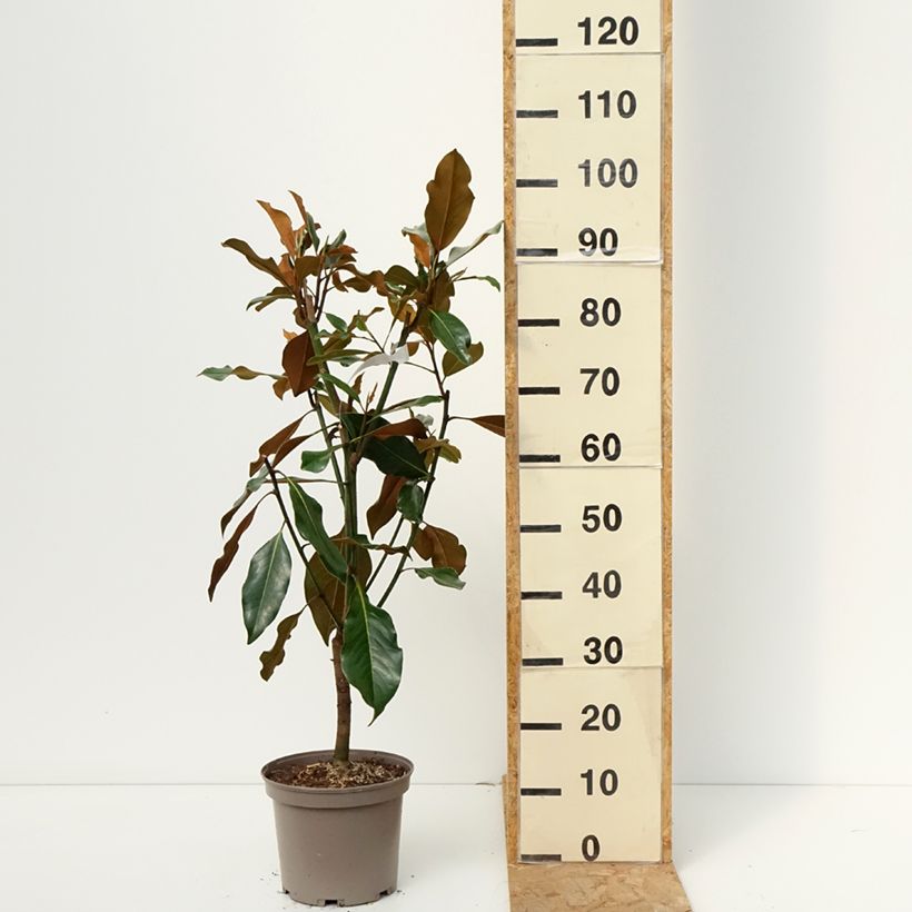 Spécimen de Magnolia grandiflora Kay Parris - Magnolia persistant Pot de 4L/5L tel que livré en automne
