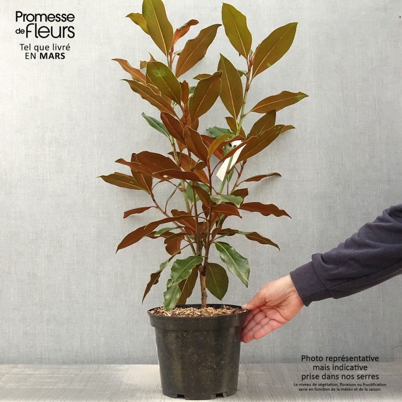Spécimen de Magnolia grandiflora Kay Parris - Magnolia persistant Pot de 4L/5L tel que livré au printemps