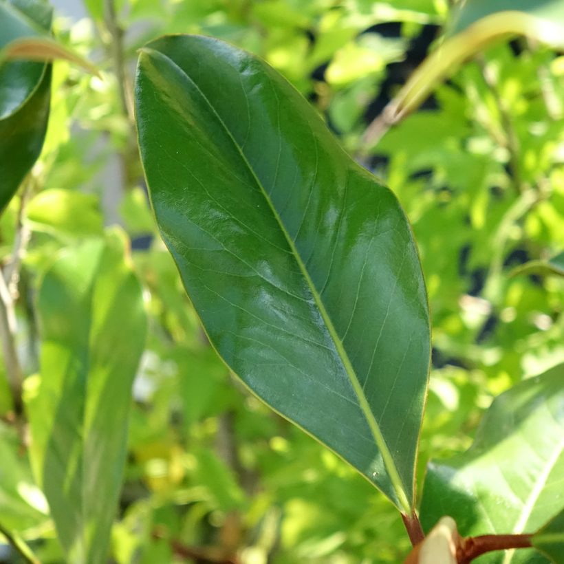 Magnolia grandiflora Kay Parris - Magnolia persistant (Feuillage)