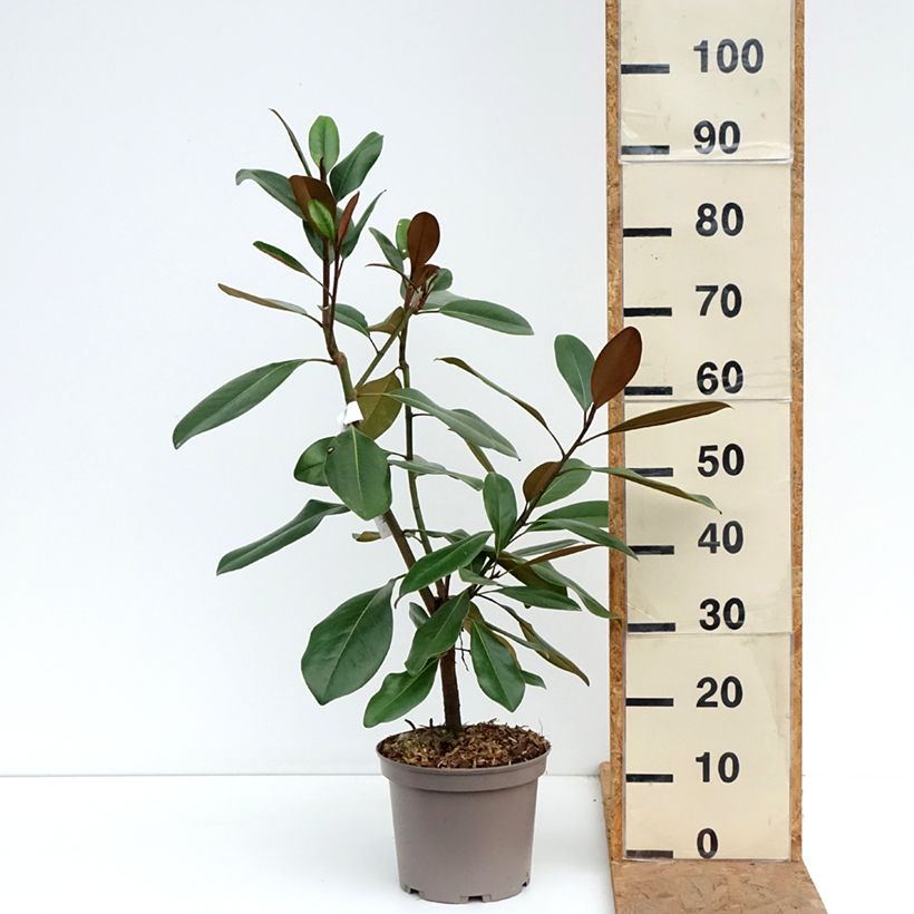 Spécimen de Magnolia grandiflora Mainstreet - Laurier-tulipier Pot de 4L/5L tel que livré en automne