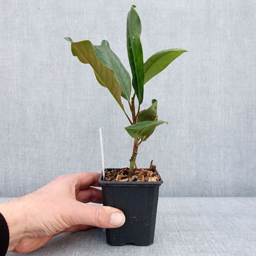 Spécimen de Magnolia grandiflora Mont blanc - Laurier-tulipier Pot de 10 cm/11cm tel que livré en hiver