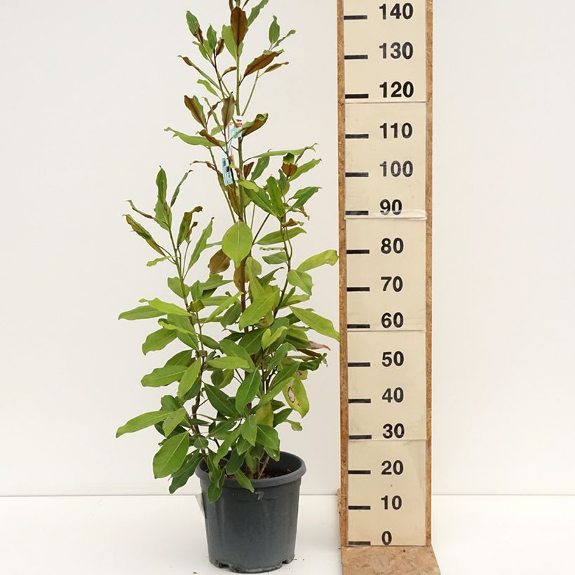Spécimen de Magnolia grandiflora Nana - Laurier-tulipier Pot de 12L/15L tel que livré en été