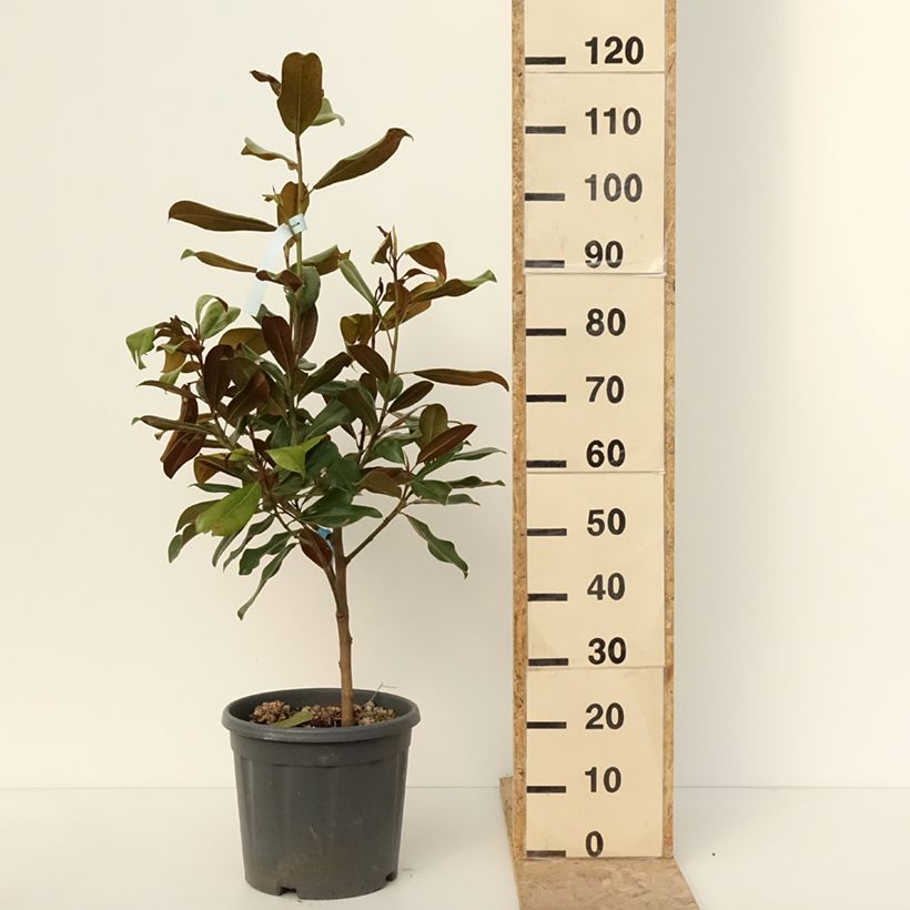 Spécimen de Magnolia grandiflora Nana - Laurier-tulipier Pot de 12L/15L tel que livré en hiver