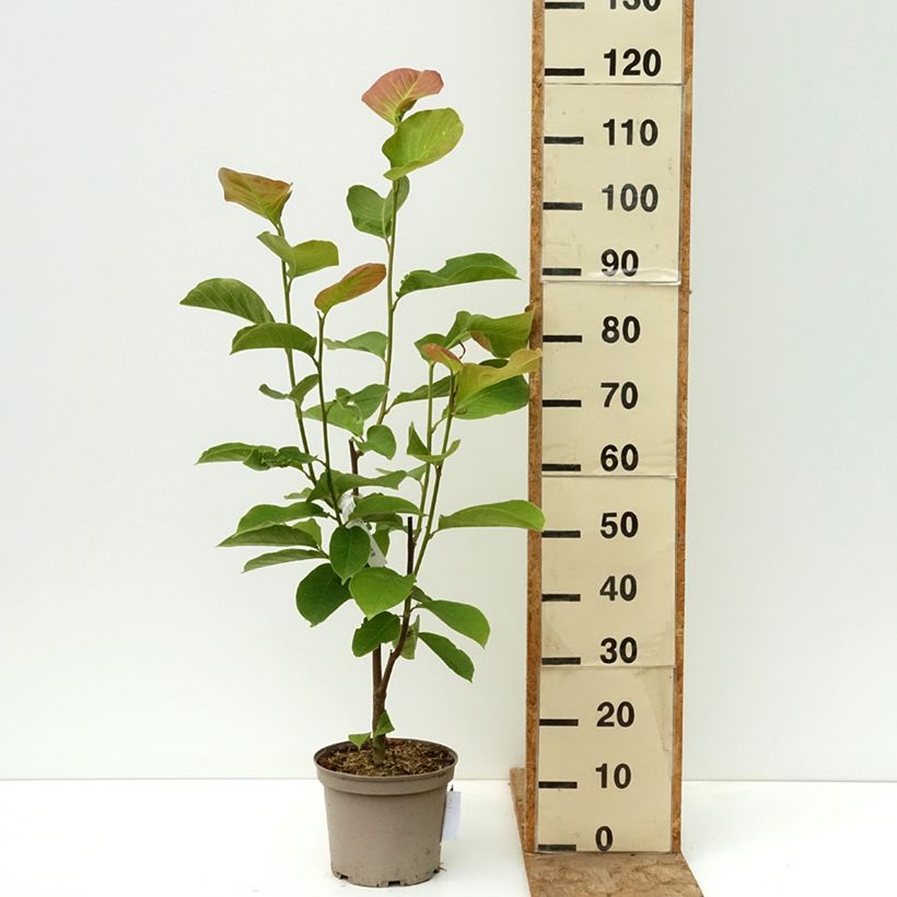 Spécimen de Magnolia greffé Shirazz Pot de 4L/5L tel que livré au printemps
