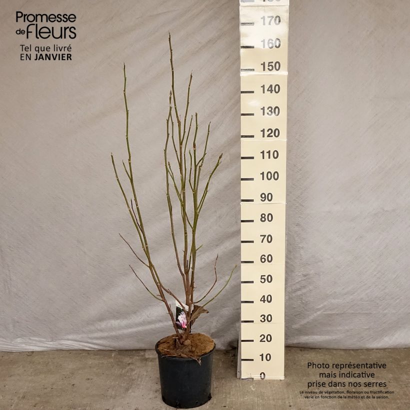 Spécimen de Magnolia Heaven Scent  Pot de 12L/15L tel que livré en hiver