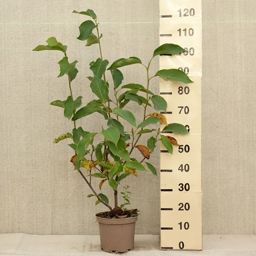Spécimen de Magnolia Heaven Scent  Pot de 4L/5L tel que livré en automne