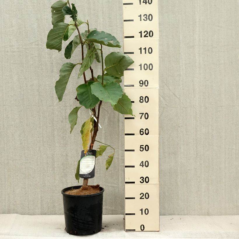 Spécimen de Magnolia Honey Tulip Pot de 12L/15L tel que livré en automne
