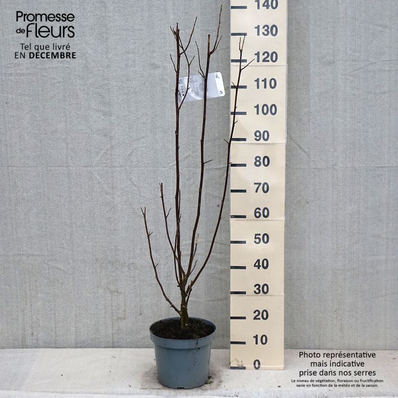 Spécimen de Magnolia kobus - Magnolia de Kobe Pot de 4L/5L tel que livré en automne