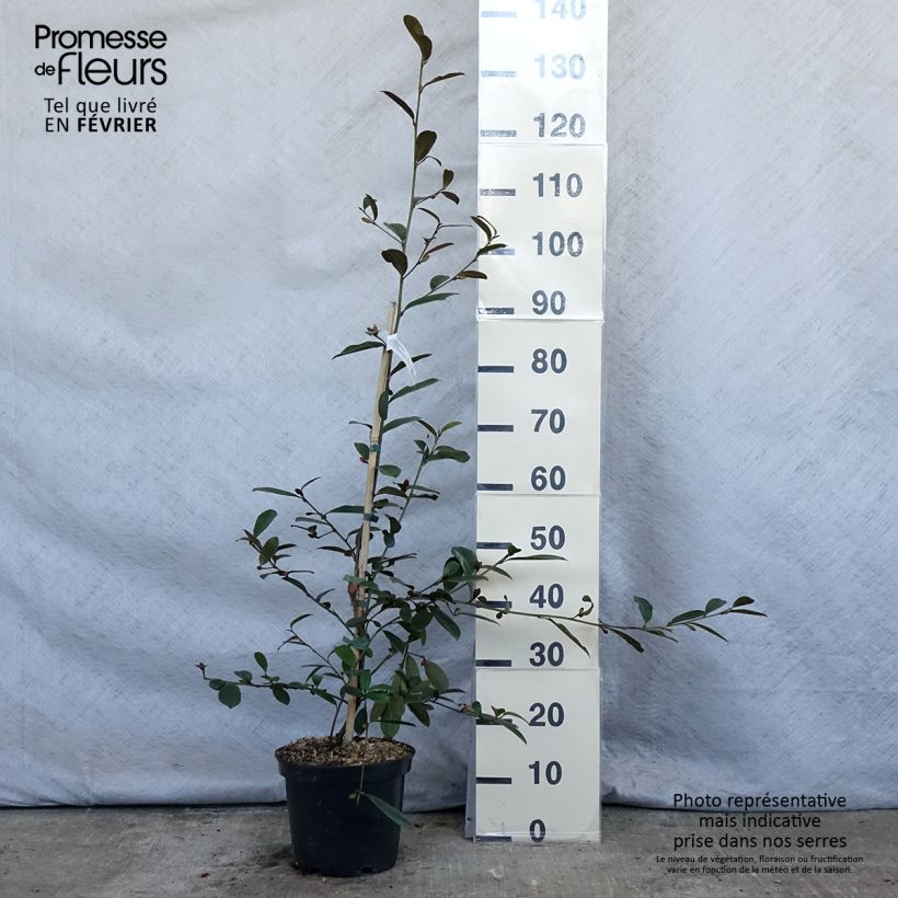 Spécimen de Magnolia laevifolia Achteraan - Michelia yunnanensis Pot de 4L/5L tel que livré en hiver