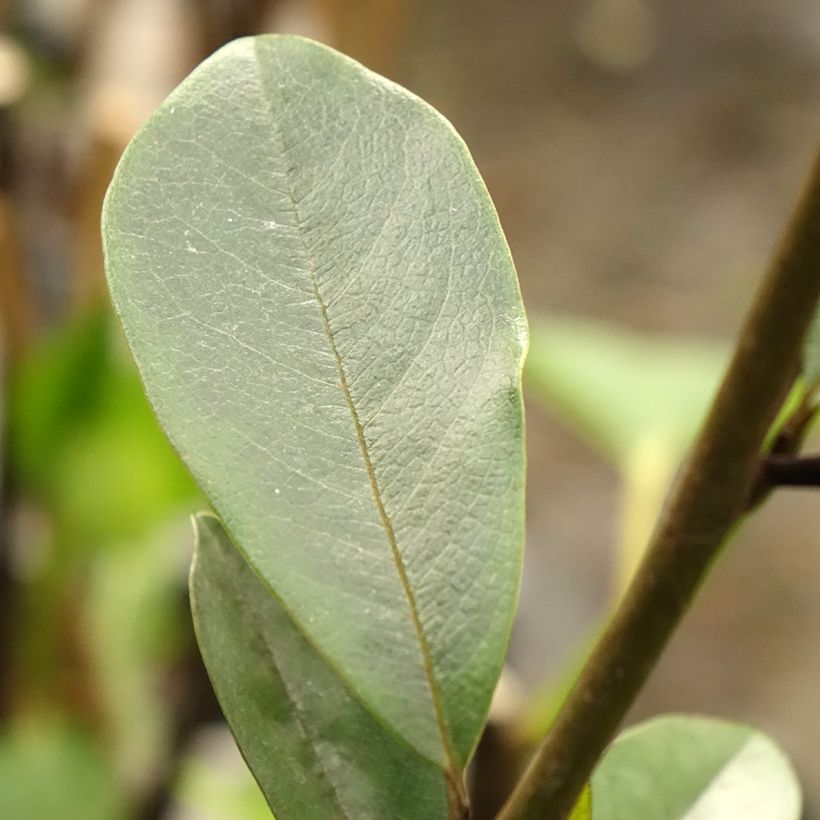 Magnolia laevifolia Achteraan - Michelia yunnanensis (Feuillage)