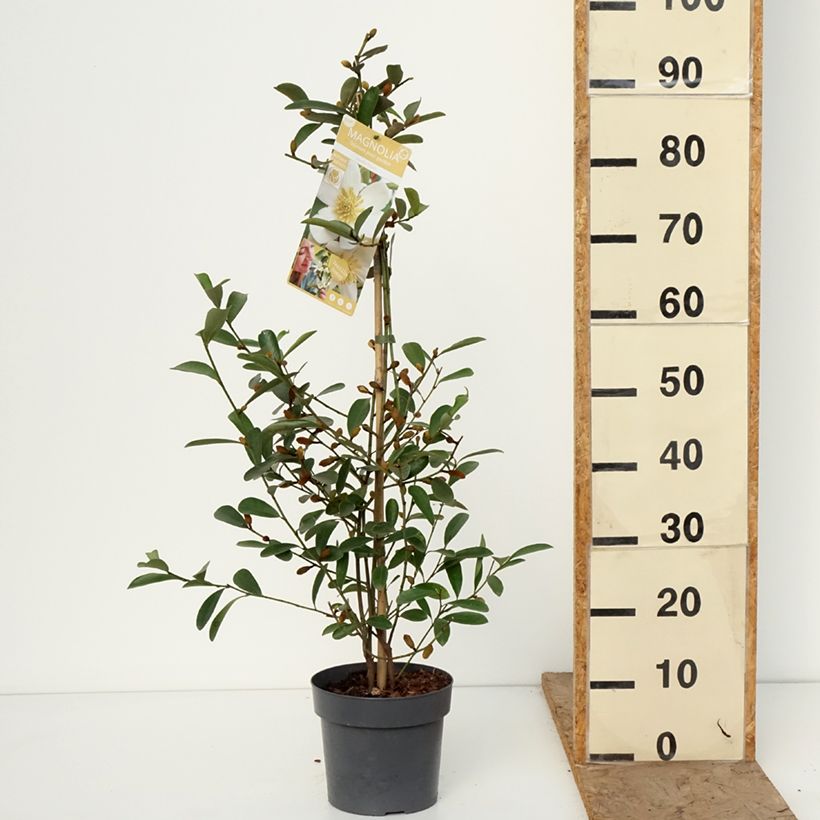 Spécimen de Magnolia laevifolia Vanilla Pearls - Michelia yunnanensis Pot de 2L/3L tel que livré en hiver