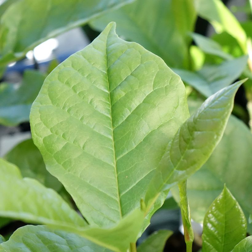 Magnolia liliflora Nigra (Feuillage)