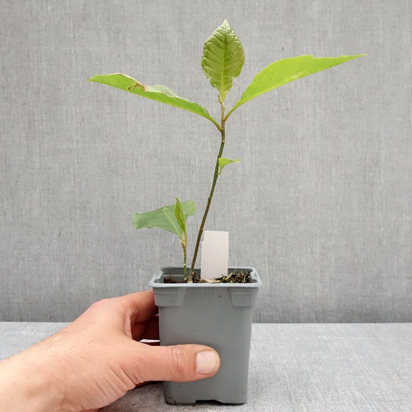 Spécimen de Magnolia liliflora Nigra Pot de 12 cm / 13 cm tel que livré au printemps