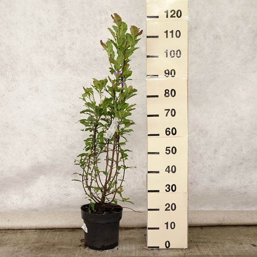 Spécimen de Magnolia loebneri Leonard Messel Pot de 6L/7L tel que livré en été