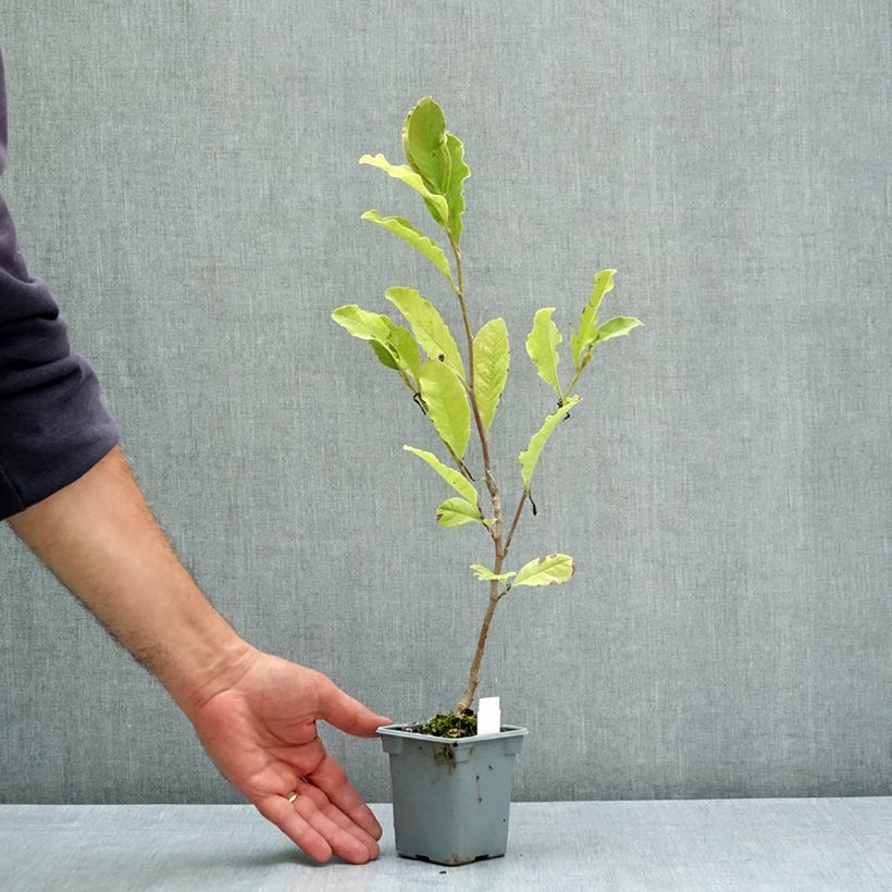 Spécimen de Magnolia loebneri Leonard Messel Pot de 12 cm / 13 cm tel que livré en été