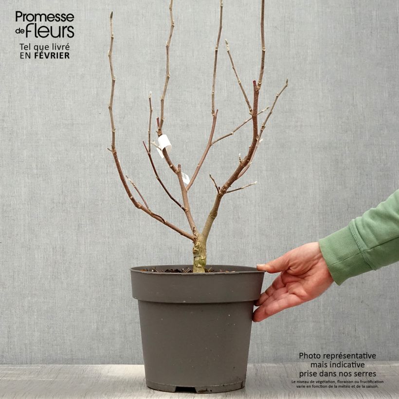 Spécimen de Magnolia loebneri Mags Pirouette Pot de 4L/5L tel que livré en hiver