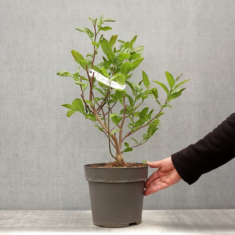 Spécimen de Magnolia loebneri Mags Pirouette Pot de 4L/5L tel que livré au printemps