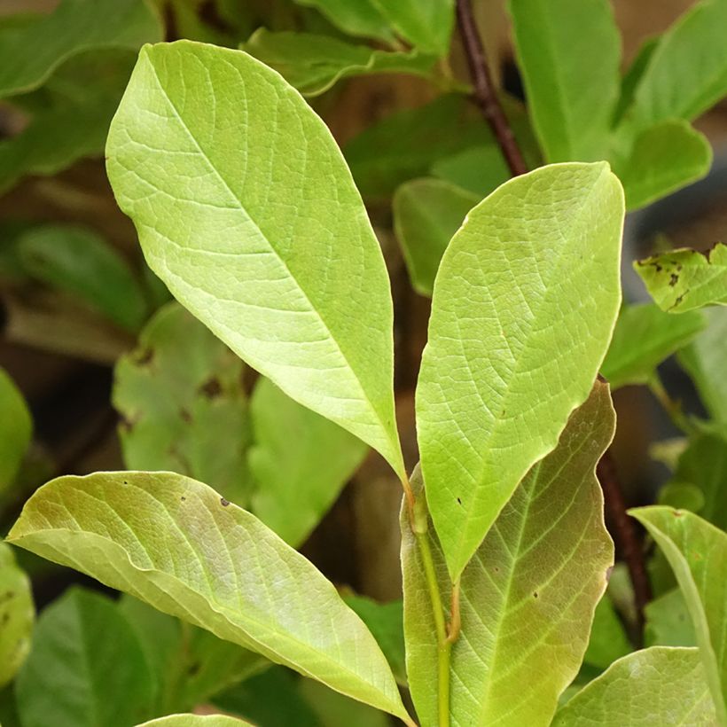 Magnolia loebneri Merrill (Feuillage)
