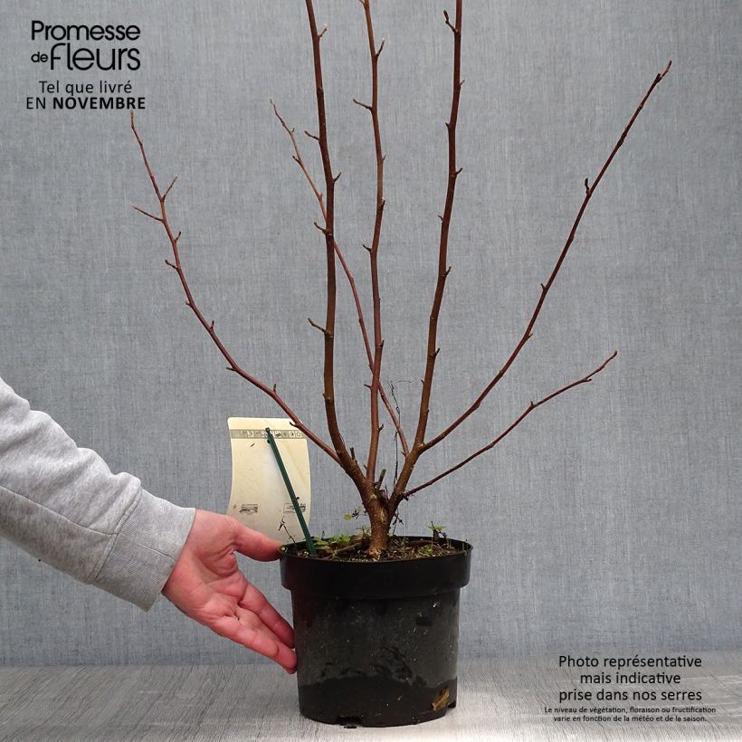 Spécimen de Magnolia loebneri Merrill Pot de 3L/4L tel que livré en automne