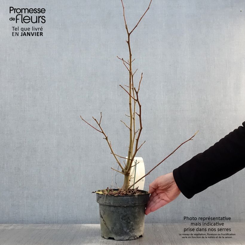 Spécimen de Magnolia loebneri Merrill Pot de 3L/4L tel que livré en hiver