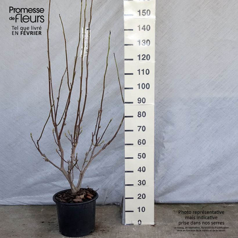 Spécimen de Magnolia - Magnolia x soulangeana Andre Leroy Pot de 7,5L/10L tel que livré en hiver