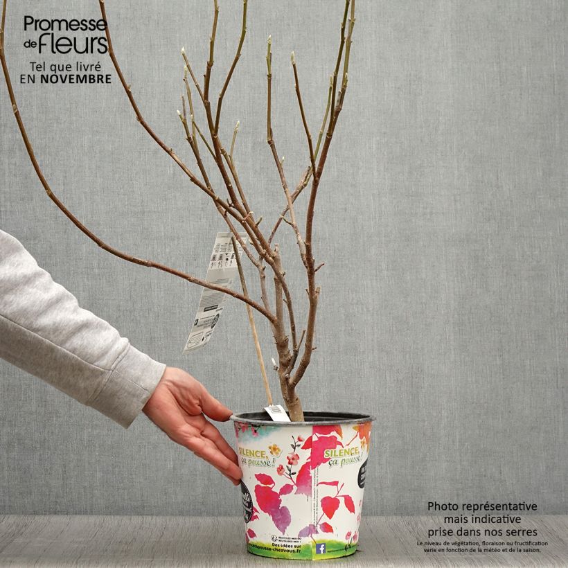 Spécimen de Magnolia - Magnolia x soulangeana Andre Leroy Pot de 4L/5L tel que livré en automne