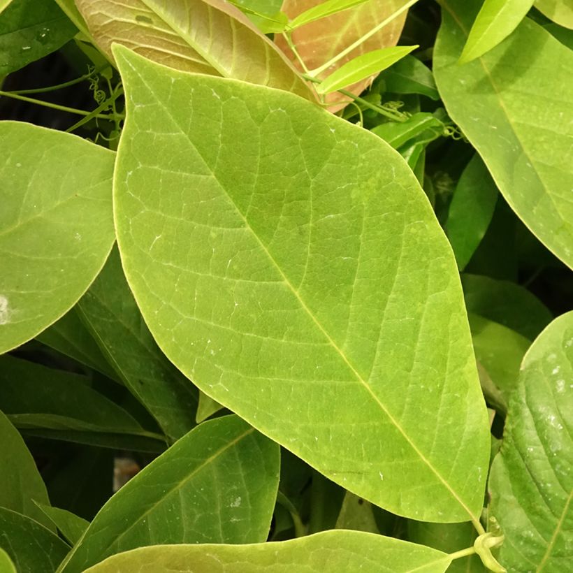 Magnolia Manchu Fan (Feuillage)