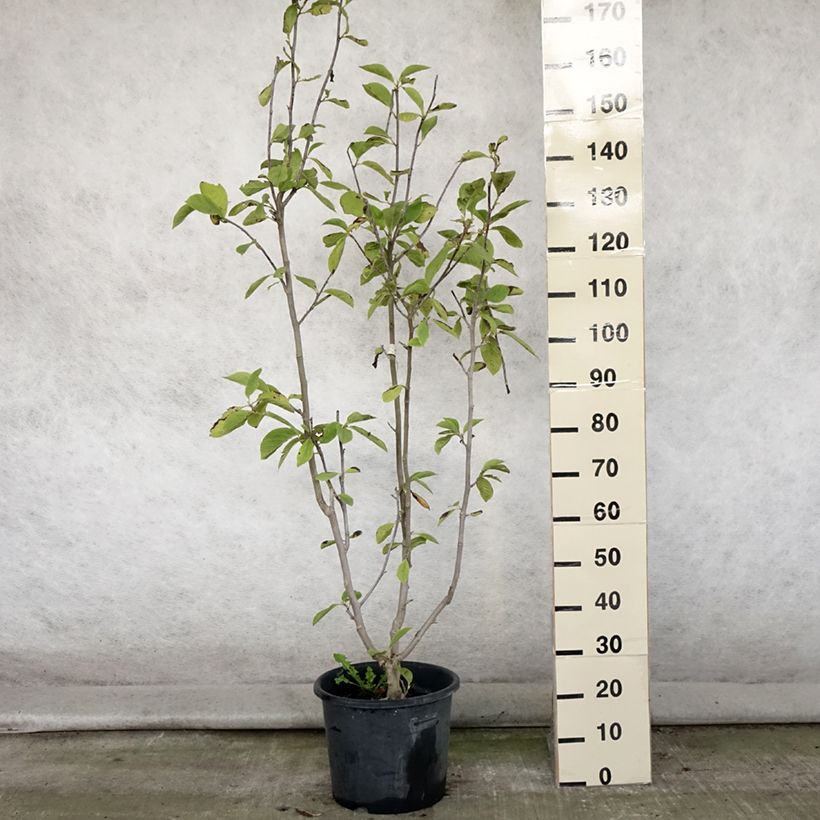 Spécimen de Magnolia Manchu Fan Pot de 7,5L/10L tel que livré en été